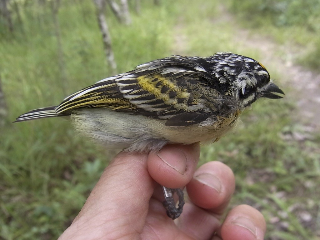 Yellow-fronted Tinkerbird - ML619333450