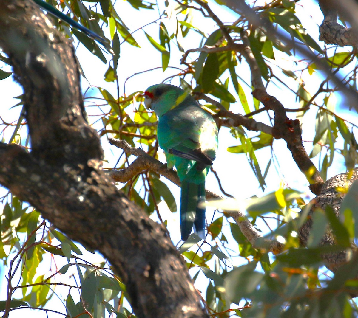 Australian Ringneck (Mallee) - sean clancy