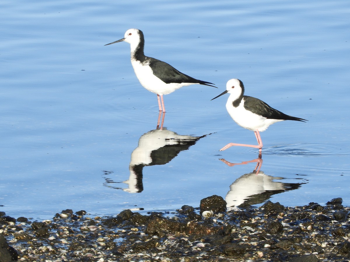 Pied Stilt - ML619333457