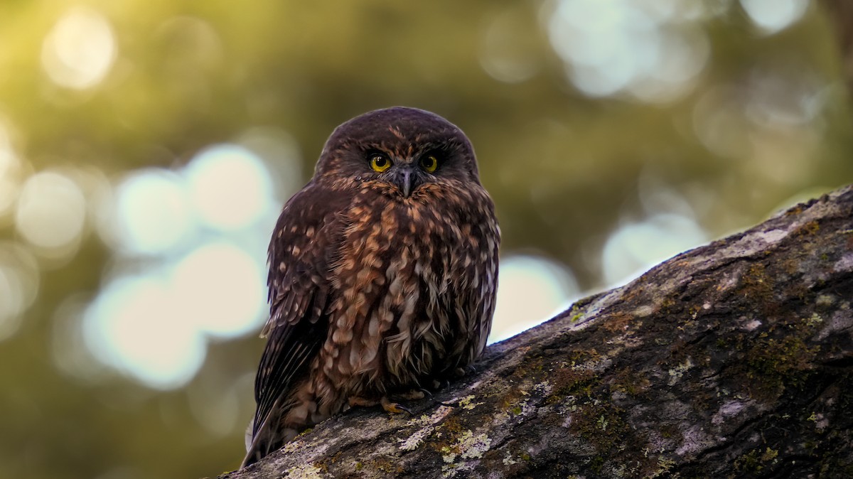 Morepork - Ulises Cabrera Miranda