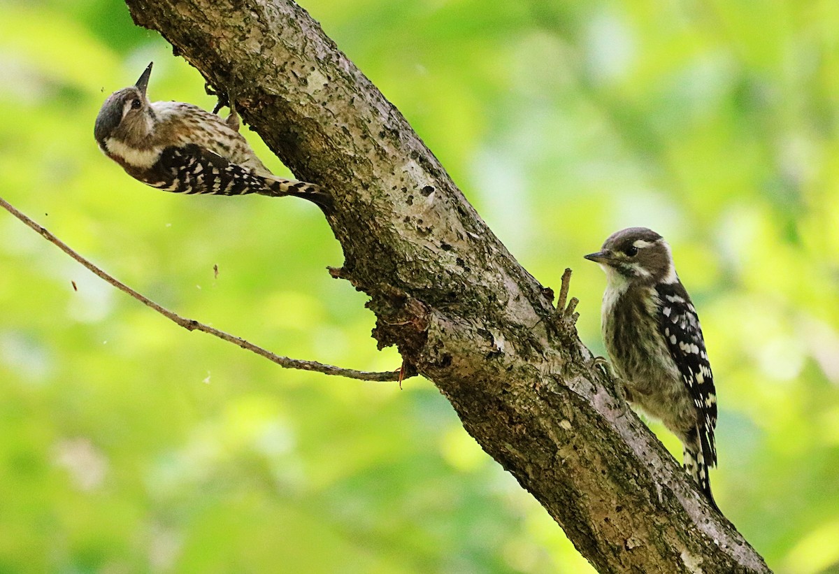 Japanese Pygmy Woodpecker - Aline Horikawa