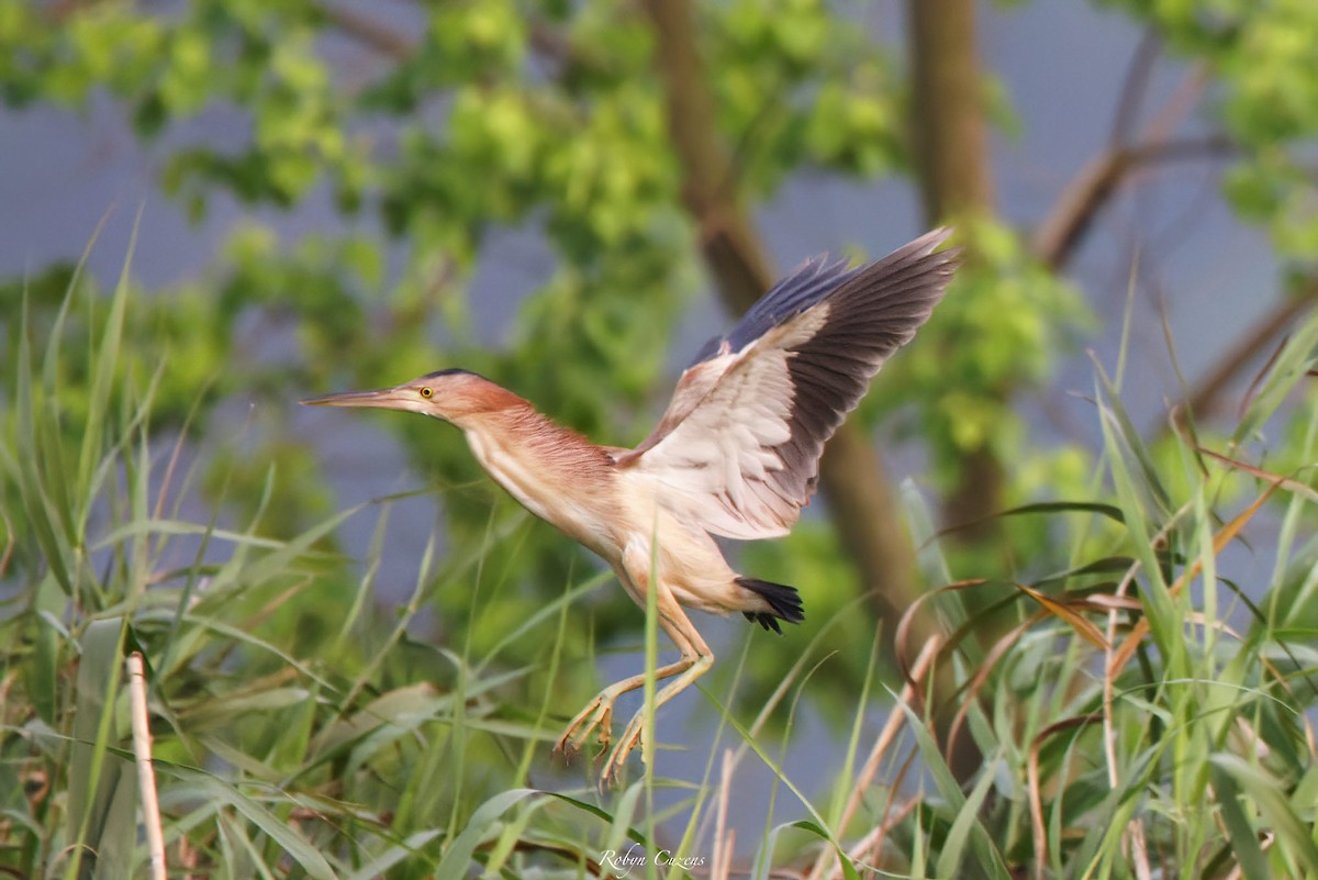 Yellow Bittern - Robyn Cuzens