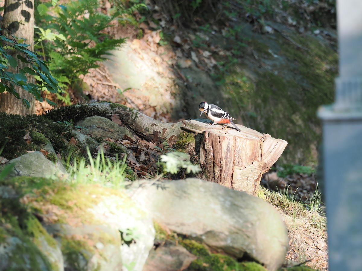 Great Spotted Woodpecker - ting zou