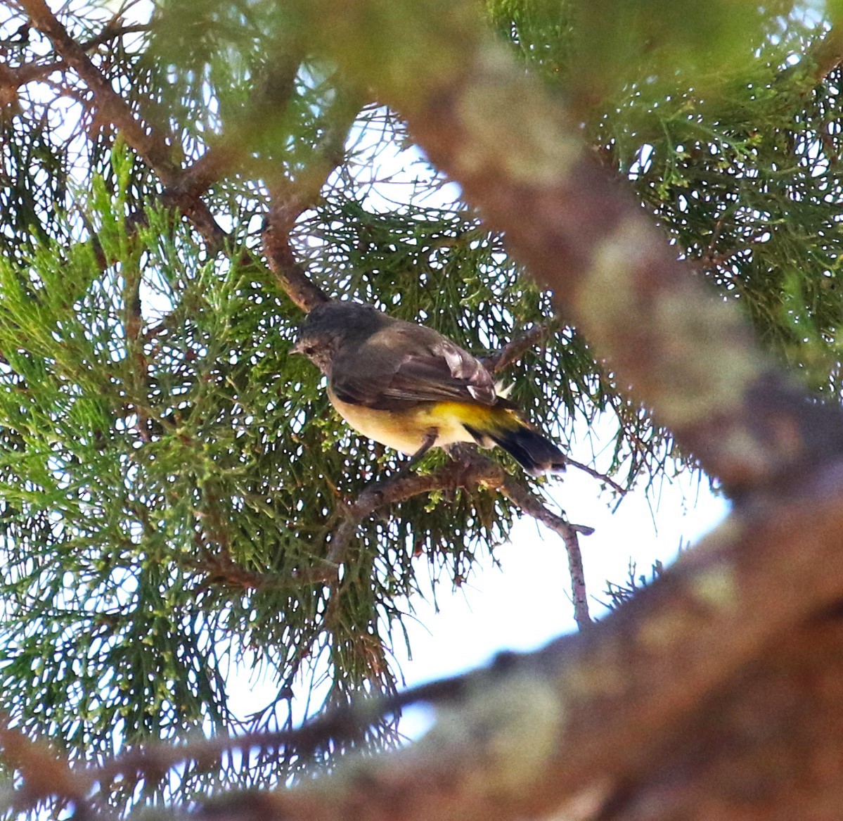 Yellow-rumped Thornbill - sean clancy