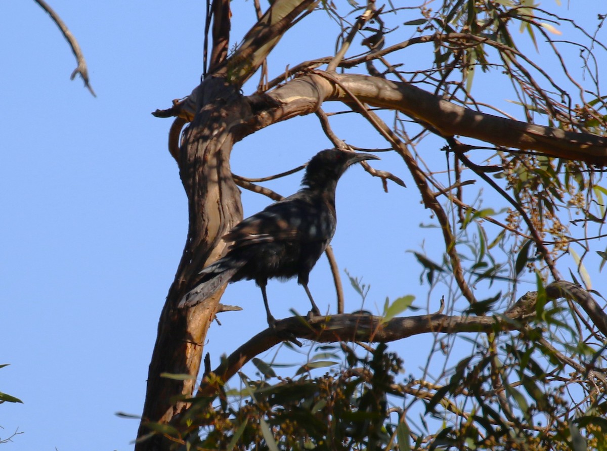 White-winged Chough - ML619333565