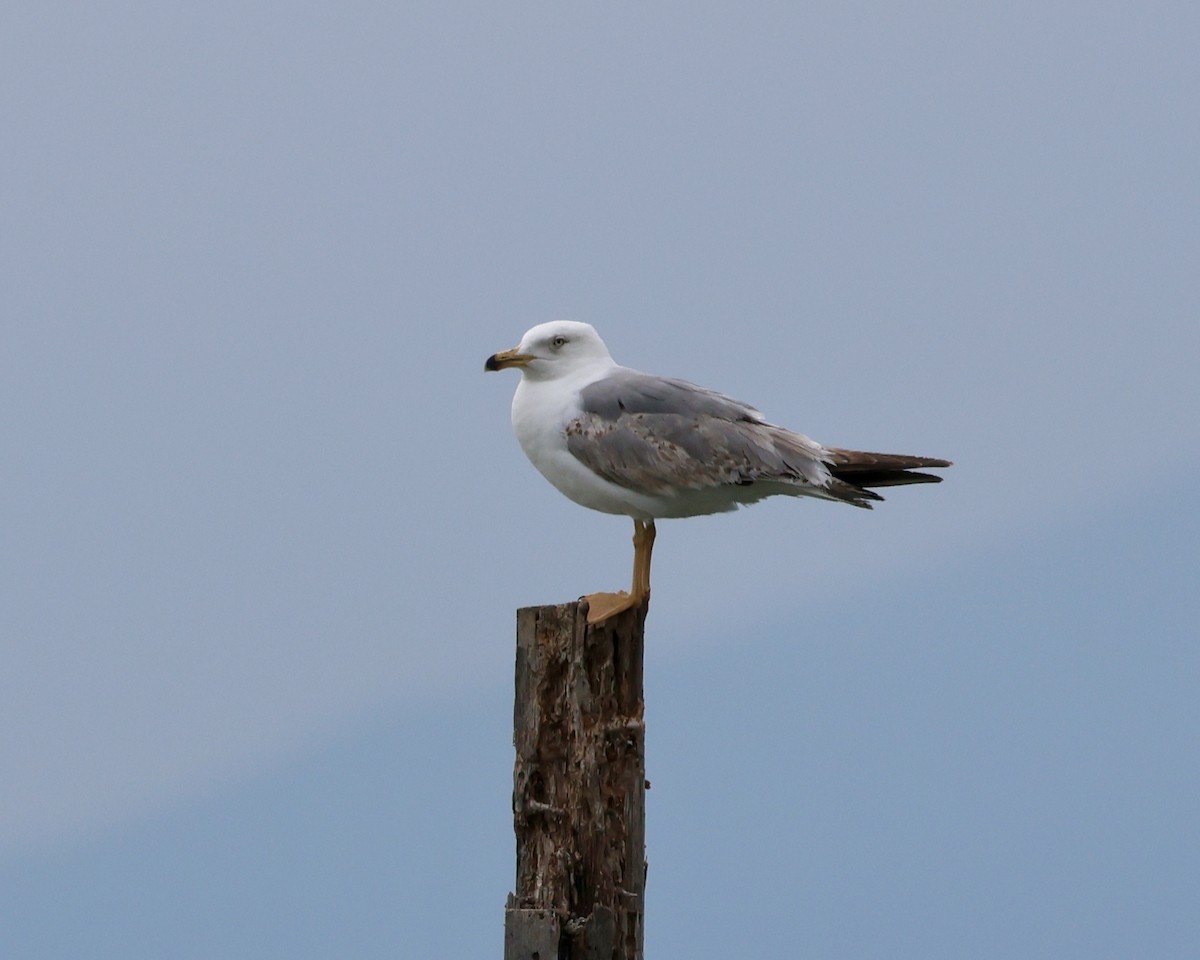 Yellow-legged Gull - Sam Shaw