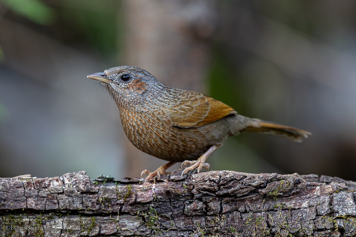 Streaked Laughingthrush - ML619333615