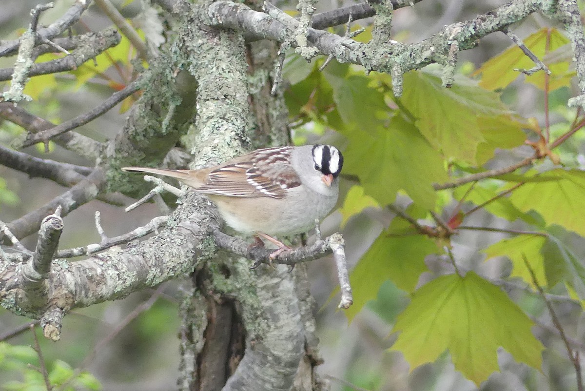 White-crowned Sparrow - Jessica Bishop