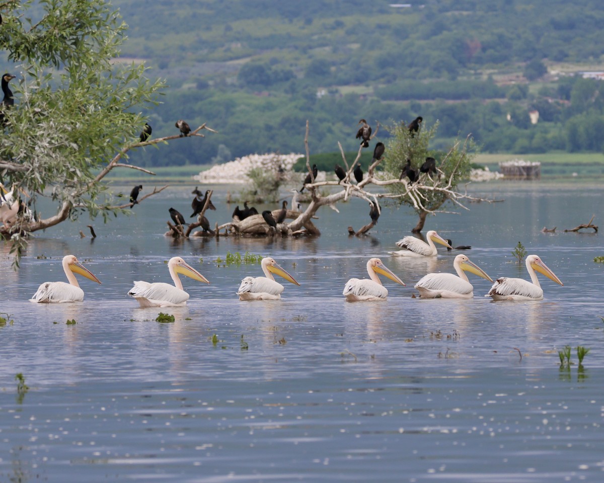 Great White Pelican - ML619333637