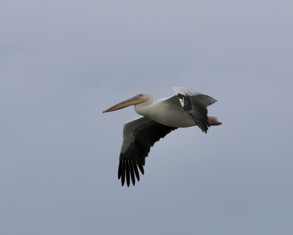 Great White Pelican - ML619333638