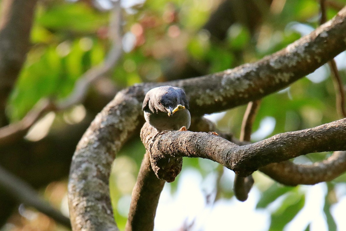 Gray-bellied Cuckoo - Vivek Sarkar