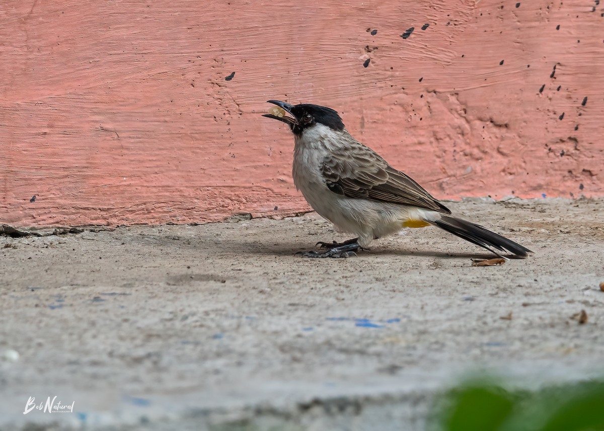 Sooty-headed Bulbul - ML619333654