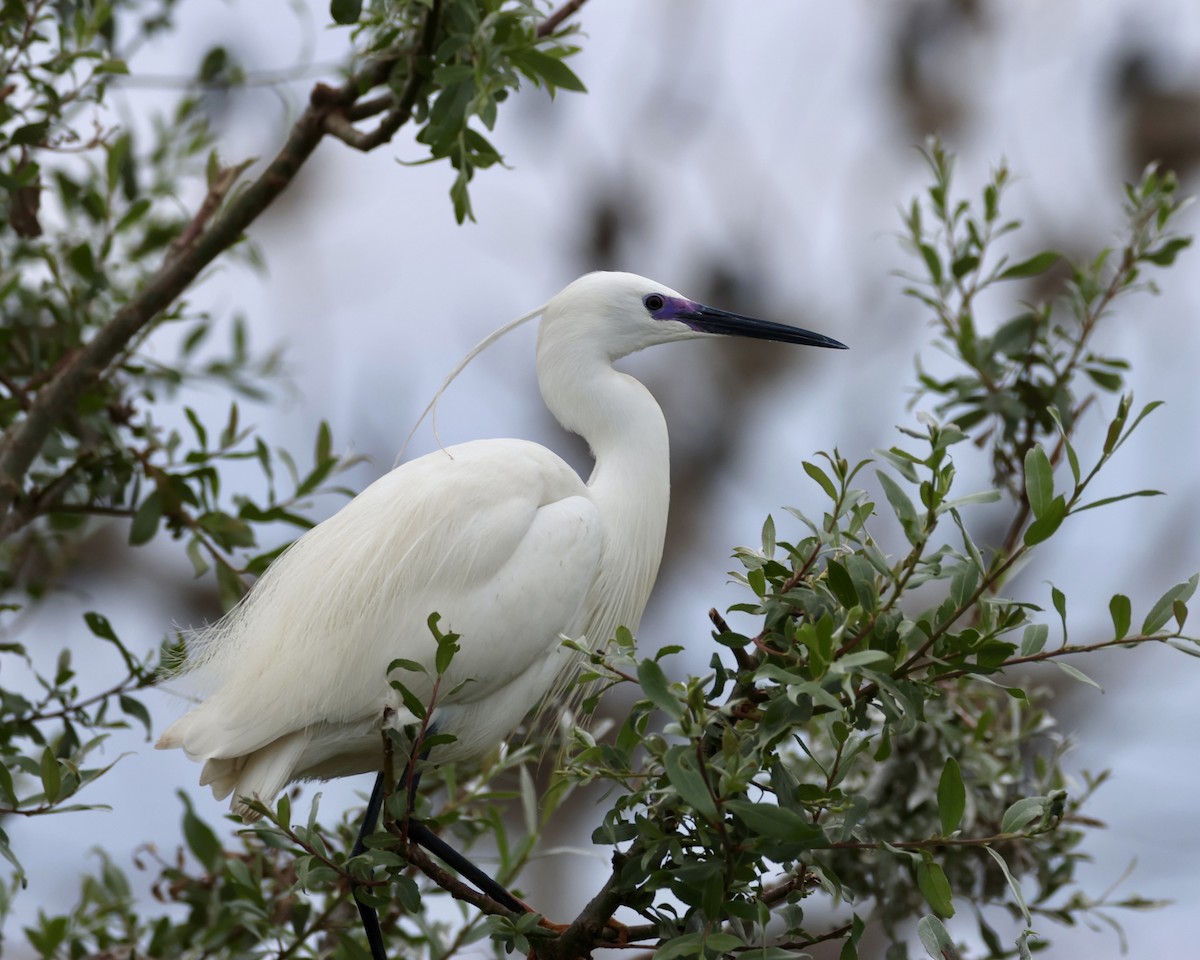 Little Egret - Sam Shaw