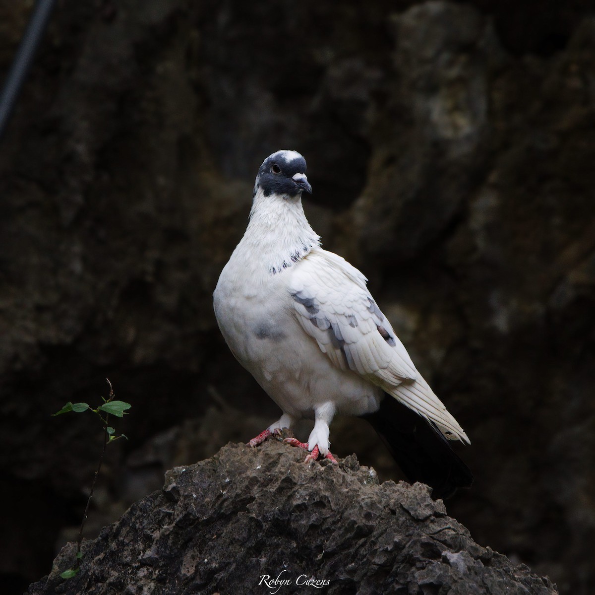 Rock Pigeon (Feral Pigeon) - Robyn Cuzens