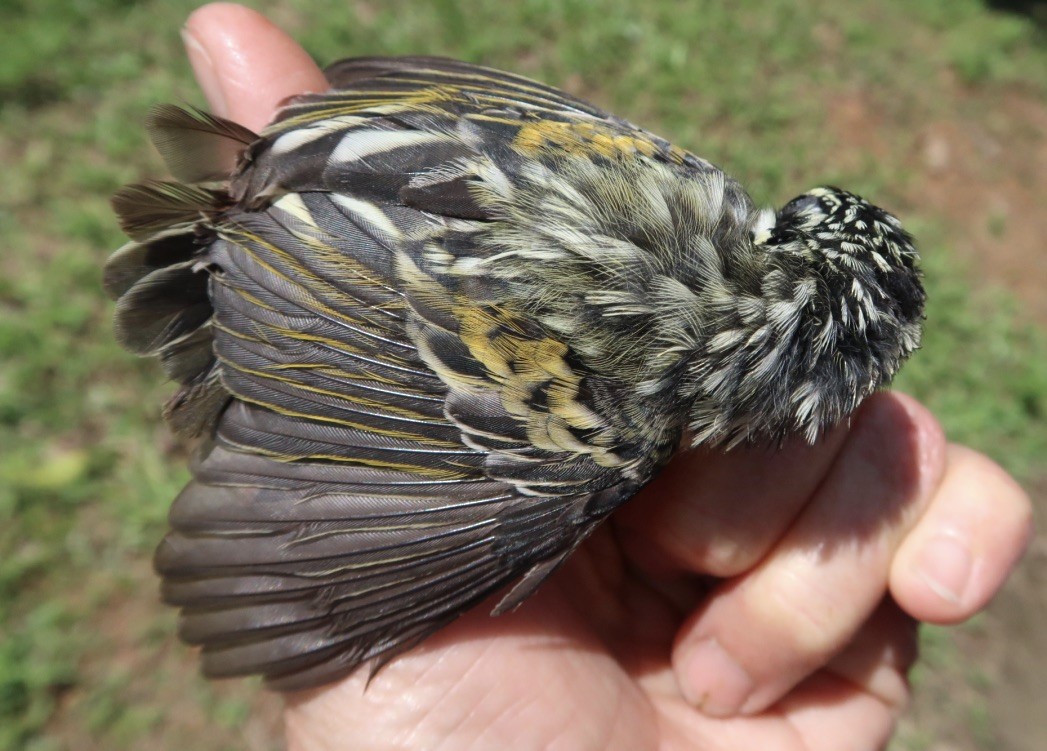 Yellow-fronted Tinkerbird - ML619333704