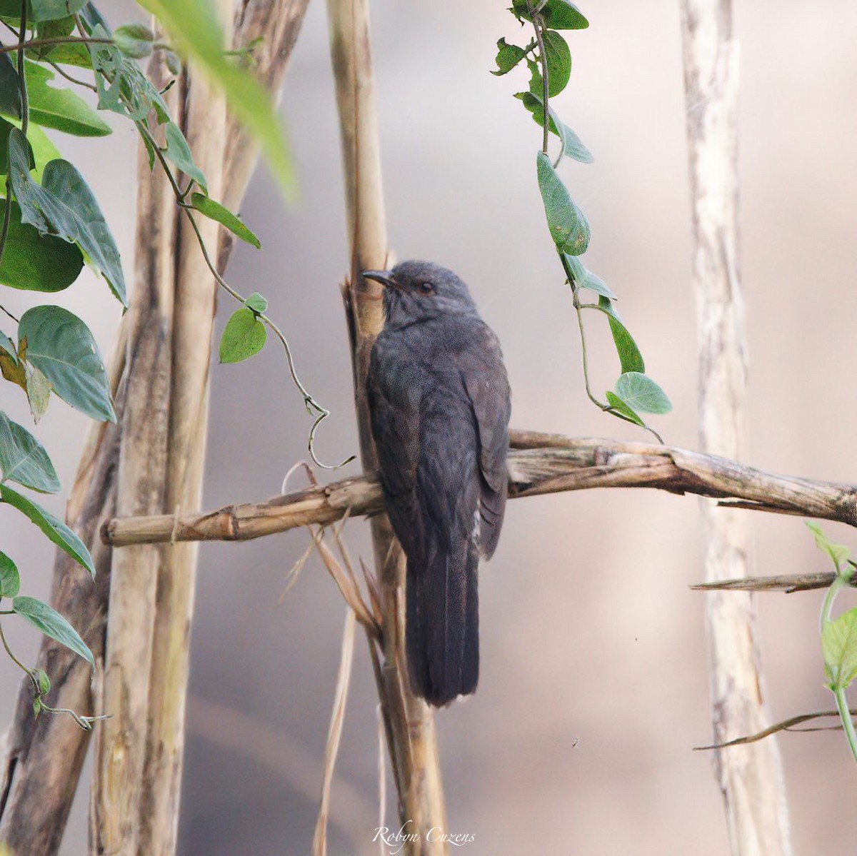 Plaintive Cuckoo - ML619333705