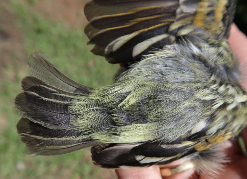 Yellow-fronted Tinkerbird - ML619333711