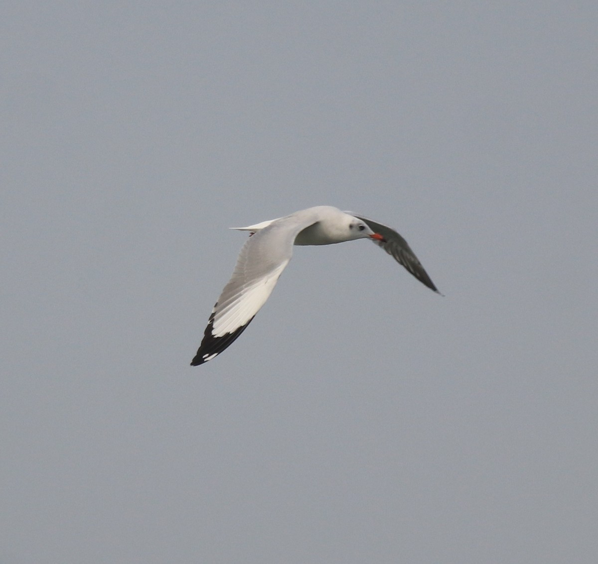 Brown-headed Gull - Afsar Nayakkan