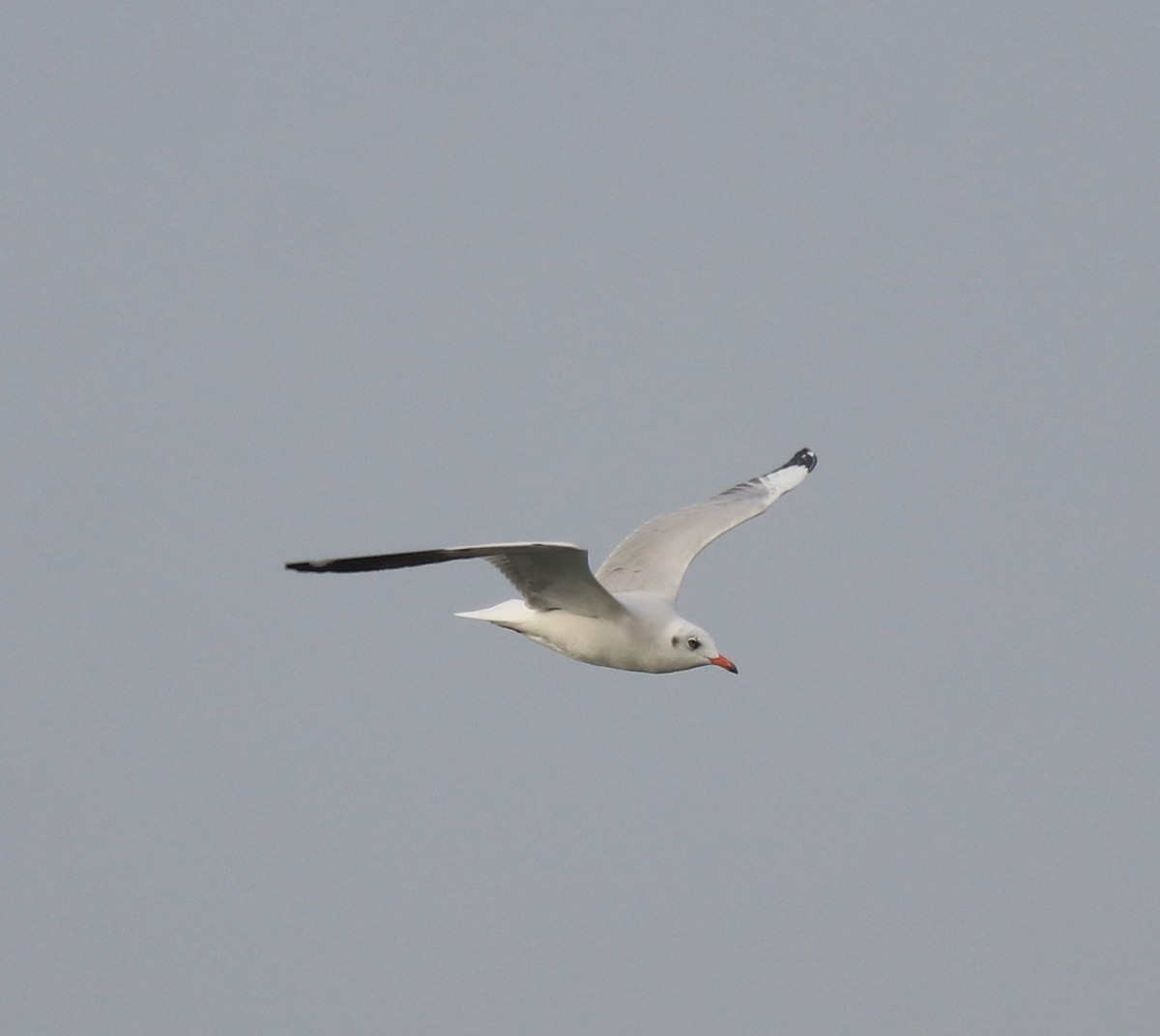 Brown-headed Gull - Afsar Nayakkan