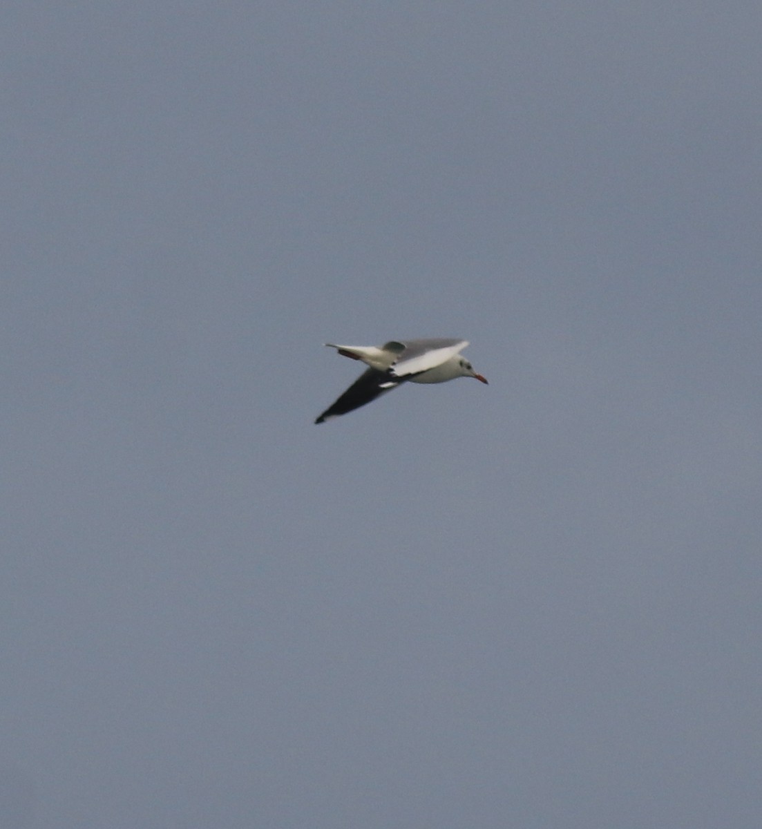 Brown-headed Gull - Afsar Nayakkan