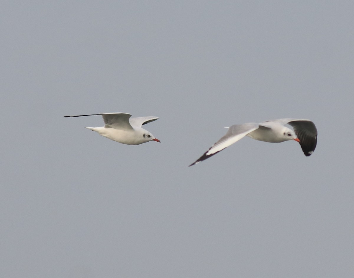 Brown-headed Gull - Afsar Nayakkan