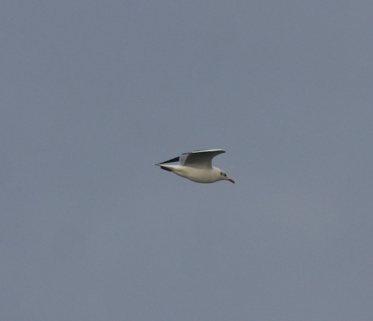 Brown-headed Gull - Afsar Nayakkan