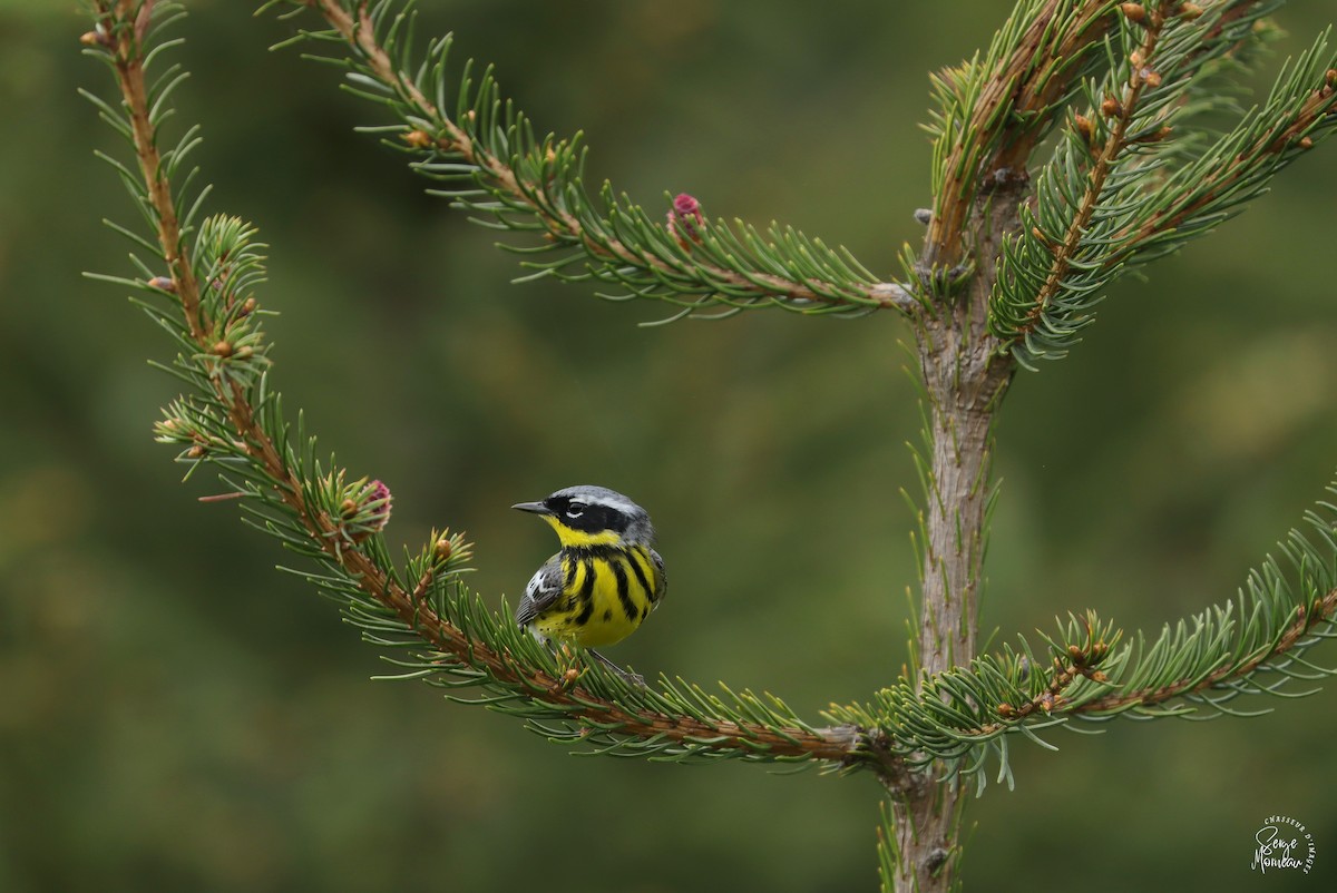 Magnolia Warbler - ML619333739