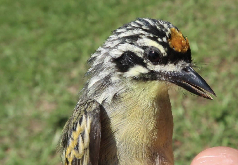 Yellow-fronted Tinkerbird - ML619333743