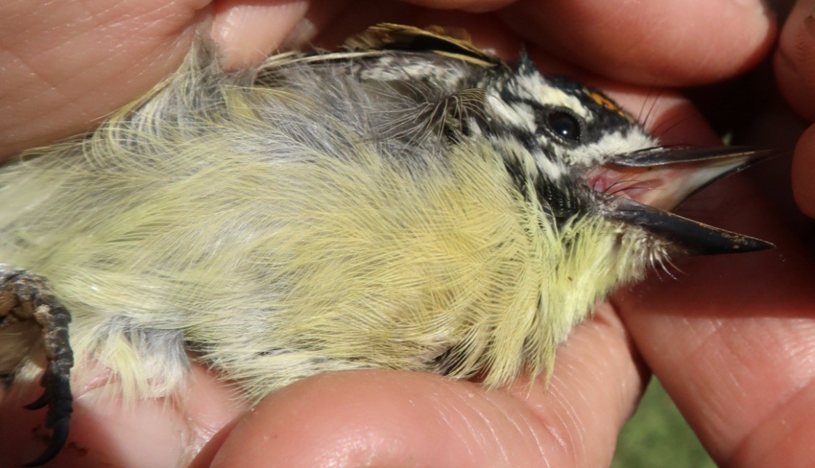 Yellow-fronted Tinkerbird - ML619333746