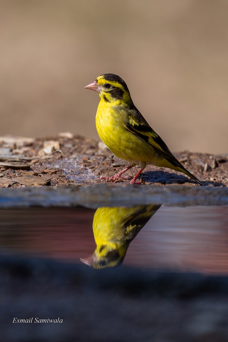 Yellow-breasted Greenfinch - Esmail Samiwala