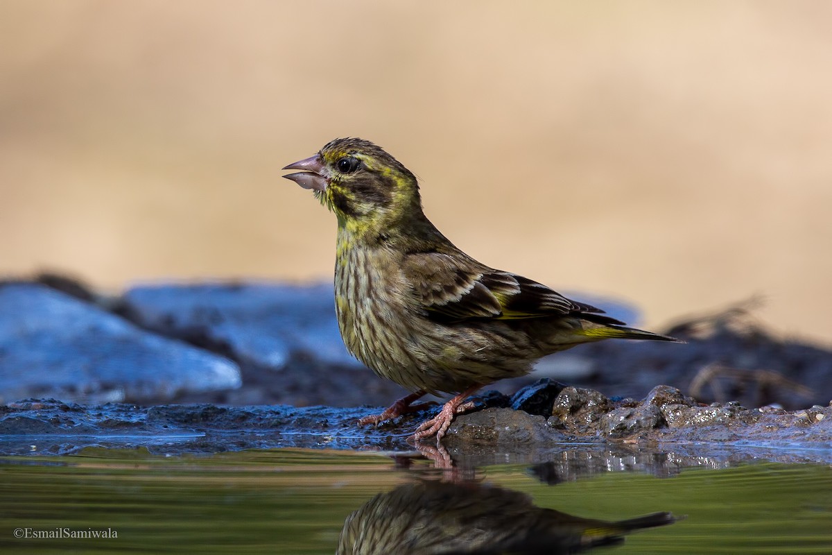 Yellow-breasted Greenfinch - ML619333753