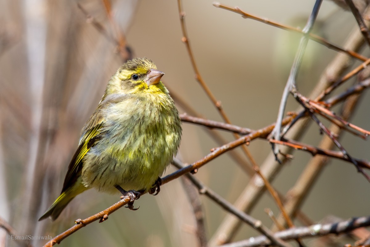 Yellow-breasted Greenfinch - ML619333754