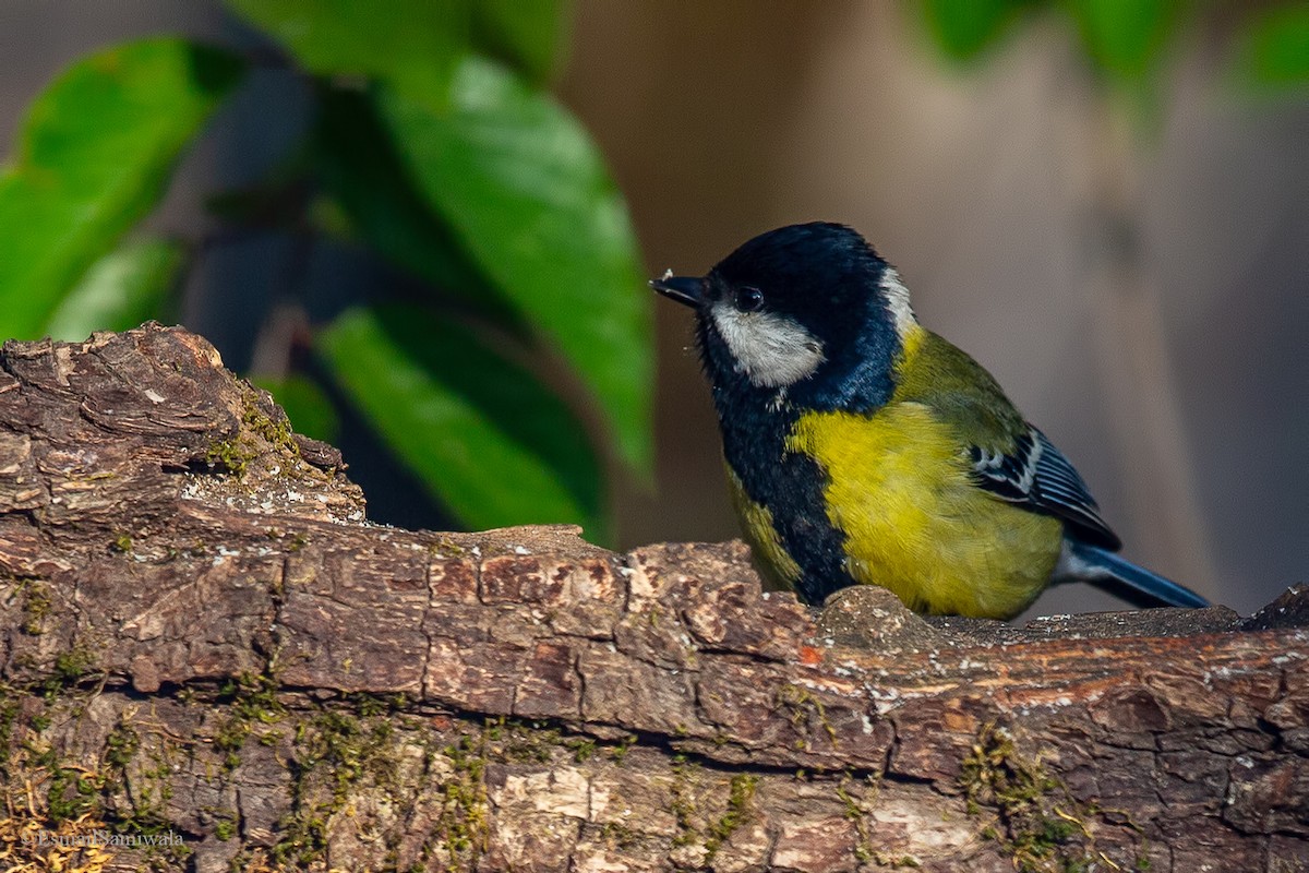 Green-backed Tit - ML619333763