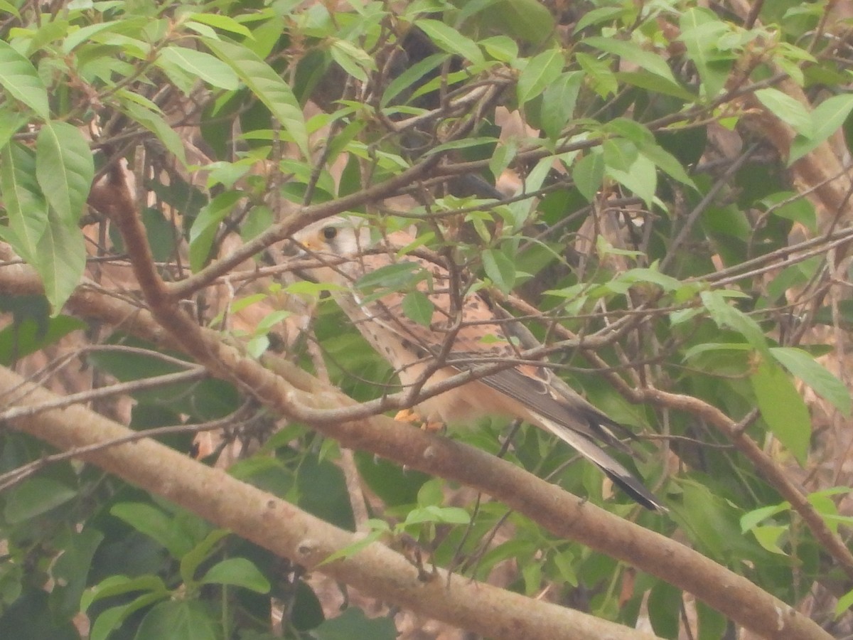 Eurasian Kestrel - Thananh KH.