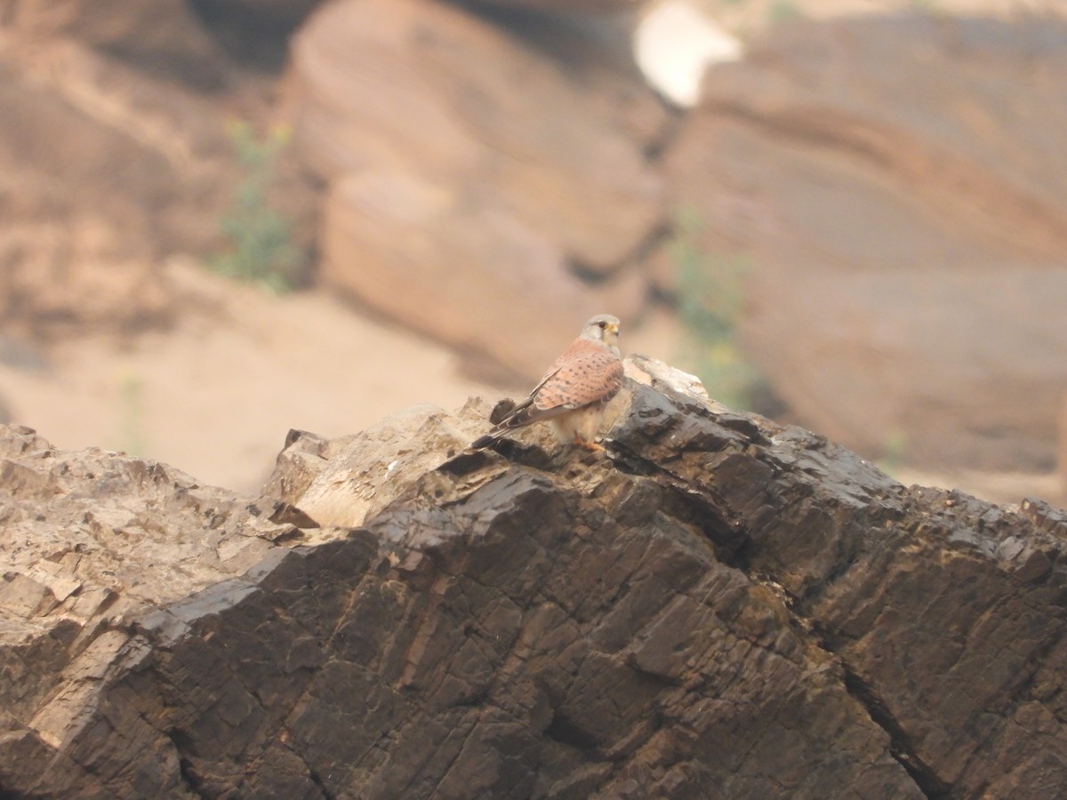 Eurasian Kestrel - Thananh KH.