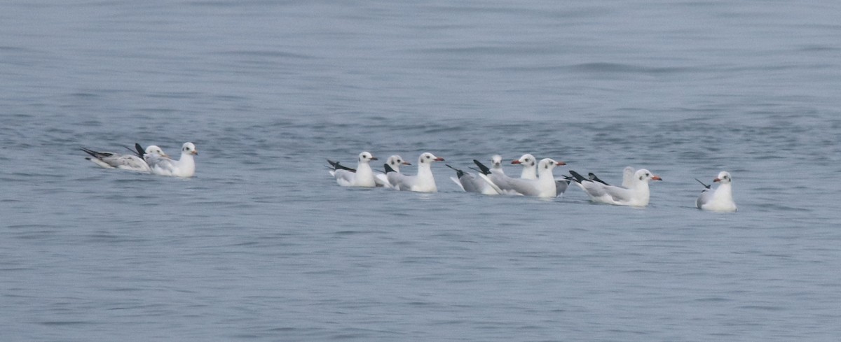 Brown-headed Gull - Afsar Nayakkan