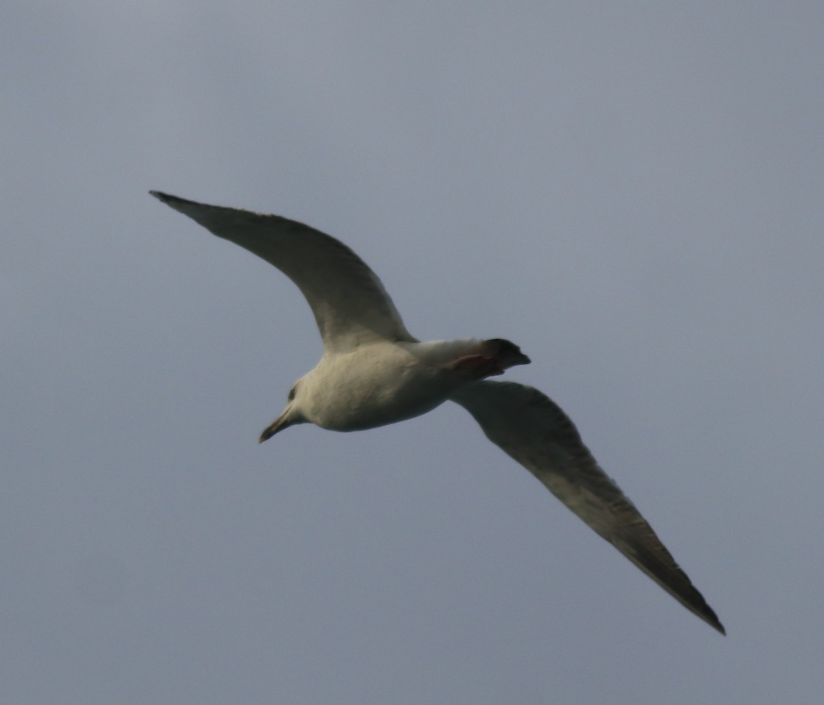 Brown-headed Gull - Afsar Nayakkan