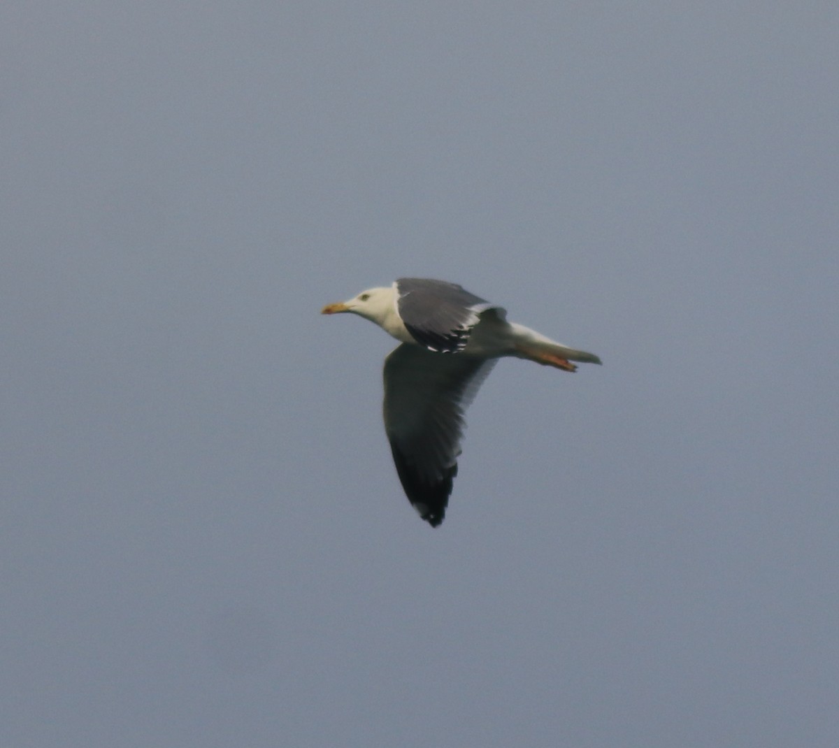 Brown-headed Gull - Afsar Nayakkan