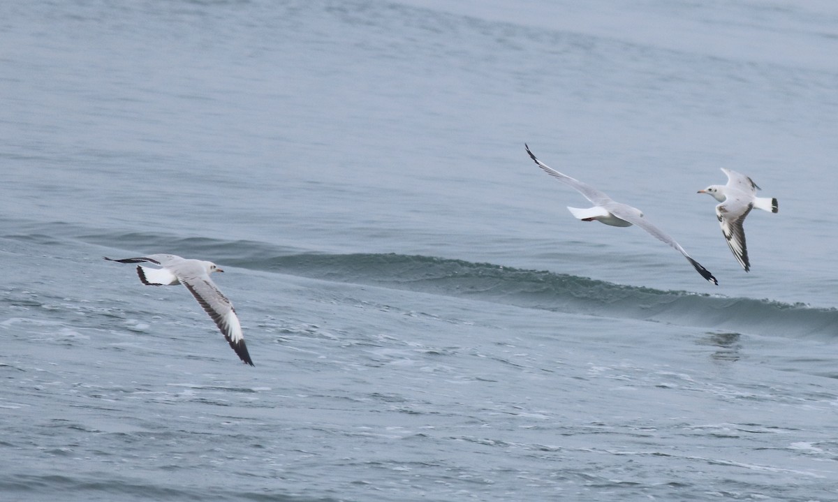 Brown-headed Gull - Afsar Nayakkan