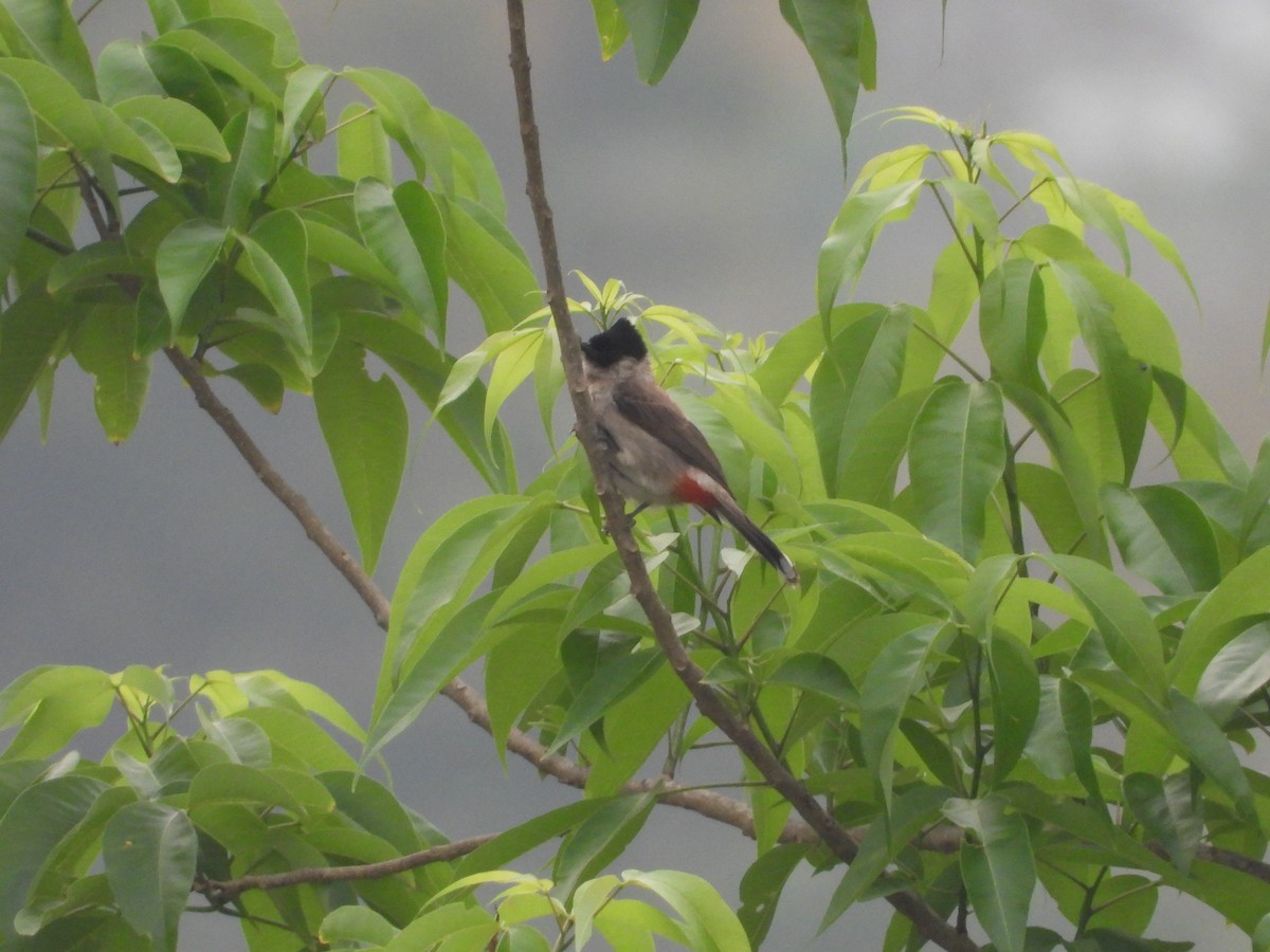 Sooty-headed Bulbul - Thananh KH.