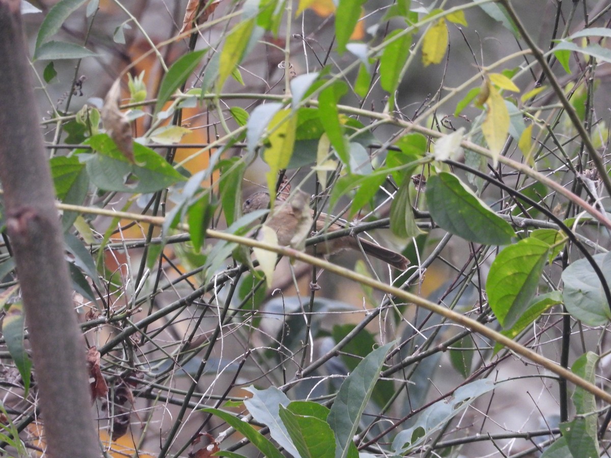 Brown-cheeked Fulvetta - ML619333820