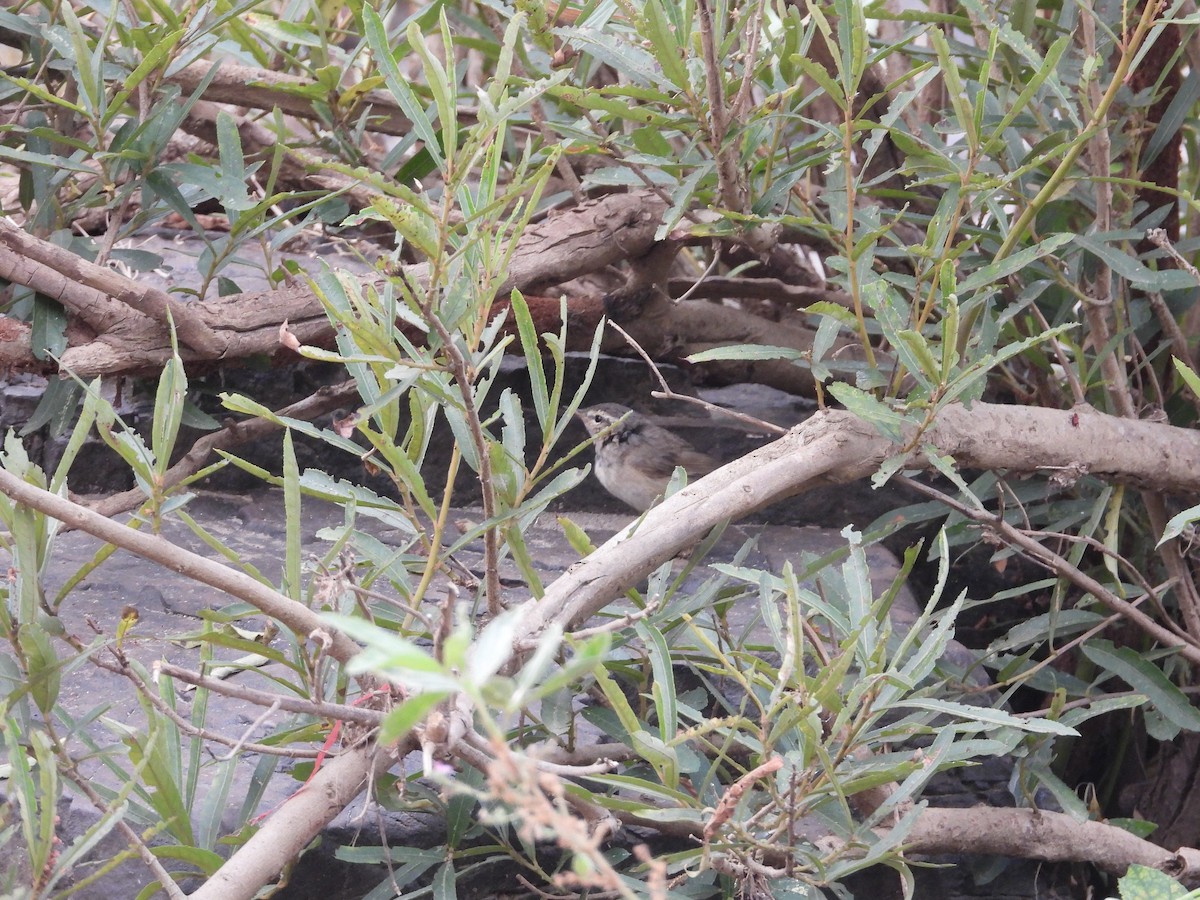 Dusky Warbler - Thananh KH.