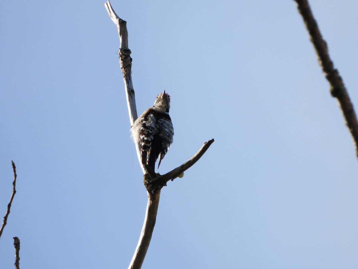 Lesser Spotted Woodpecker - Monika Czupryna