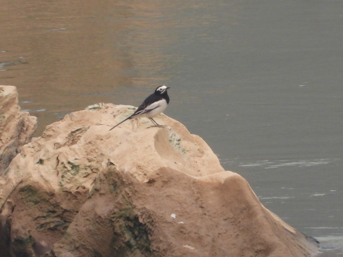 White Wagtail (Hodgson's) - ML619333828