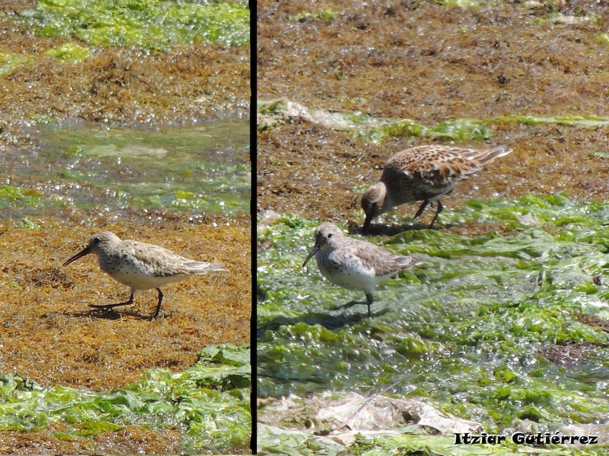 Dunlin (alpina/centralis) - Itziar Gutiérrez Uranga 🪶