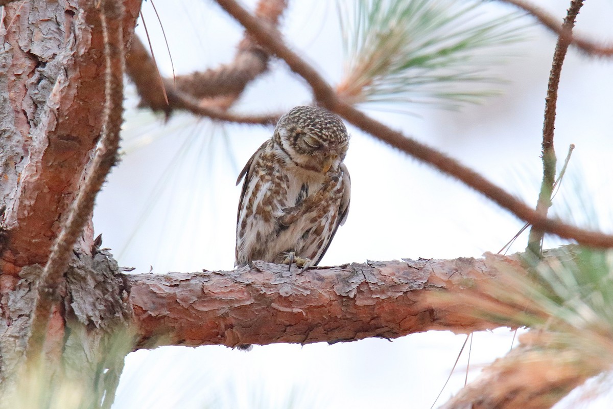 Collared Owlet - ML619333832