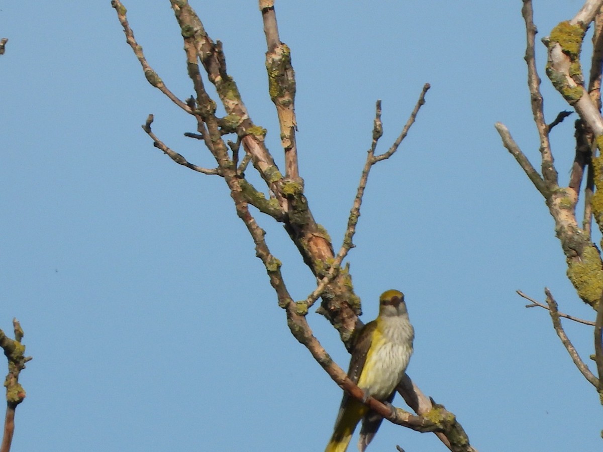 Eurasian Golden Oriole - Monika Czupryna