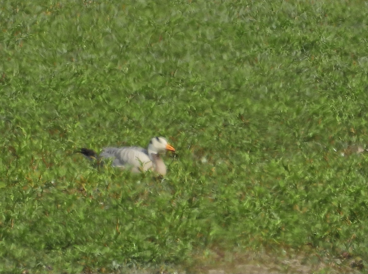 Bar-headed Goose - Zbigniew Szwab