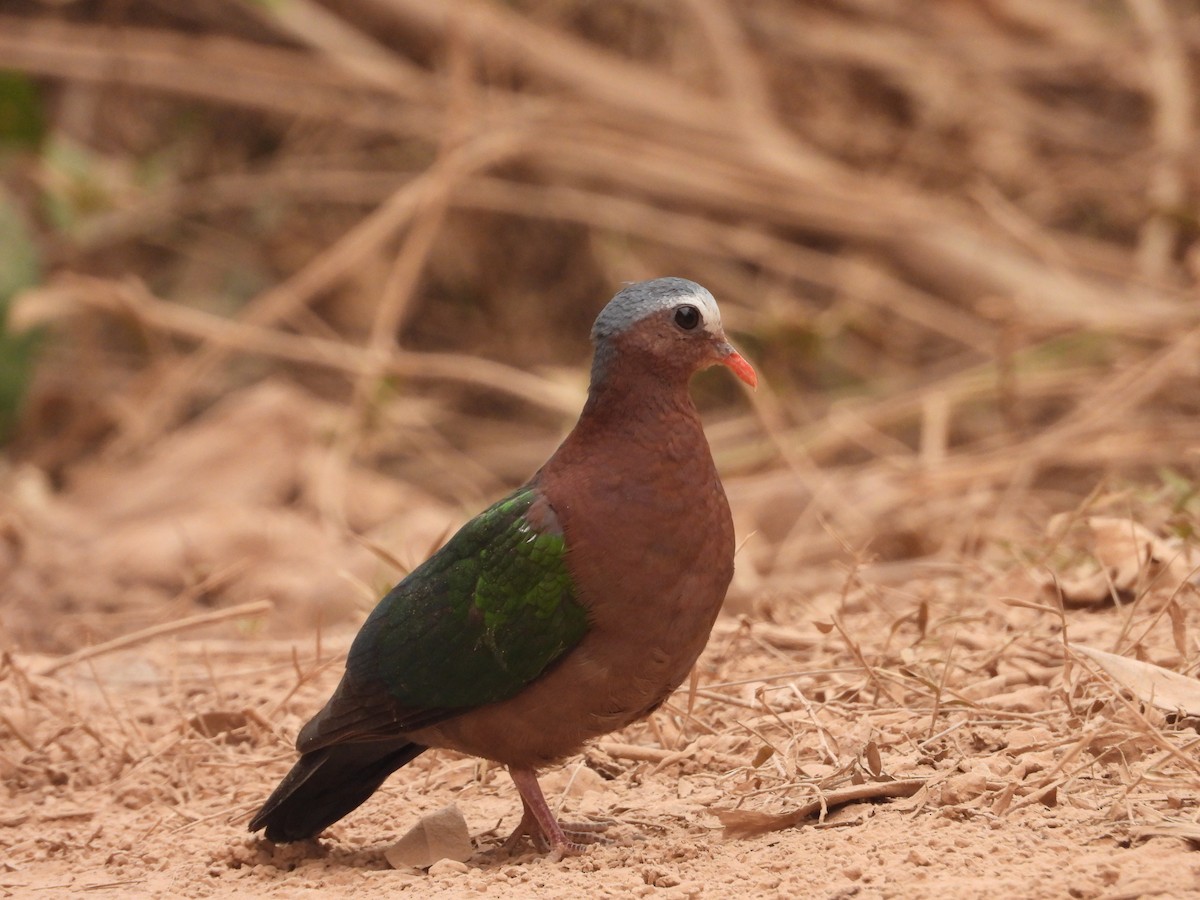 Asian Emerald Dove - ML619333880