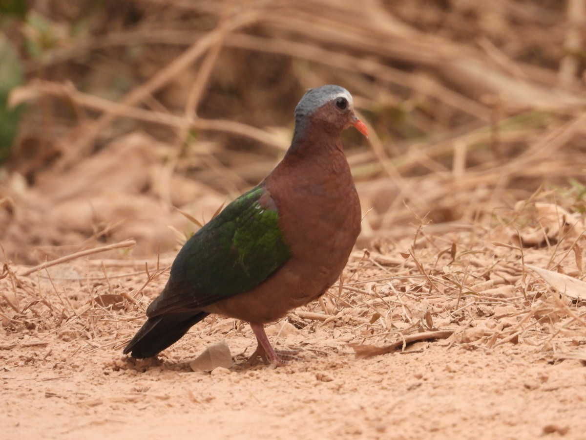 Asian Emerald Dove - Thananh KH.